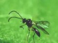 imagen Más insectos aliados del jardinero
