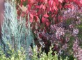 imagen El contraste de color en el jardín