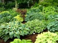 imagen Hostas en tu jardín