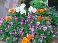 imagen Las jardineras de primavera se preparan en otoño