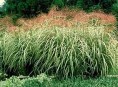 imagen Cultivo y cuidados de las hierbas ornamentales