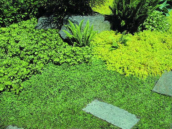 La Leptinella squalida è un altra pianta perenne tappezzante che possiamo utilizzare sul terreno del vialetto