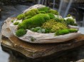 imagen Jardines de piedra y musgo