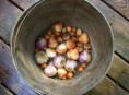 imagen Planificar y plantar el jardín de primavera