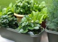 imagen Cultivo de verduras y hortalizas en maceta