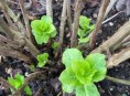 imagen La poda de la hortensia