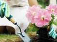 imagen Cómo tener un buen jardín en nuestro hogar