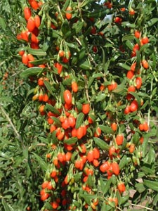 El goji 1
