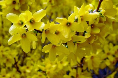 composizione floreale