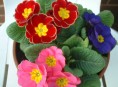 imagen Las plantas anuales