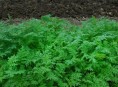 imagen Mejorar la tierra con abono verde