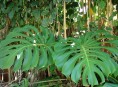 imagen Monstera deliciosa, una trepadora tropical