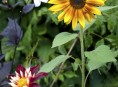 imagen Cómo cultivar girasoles ornamentales