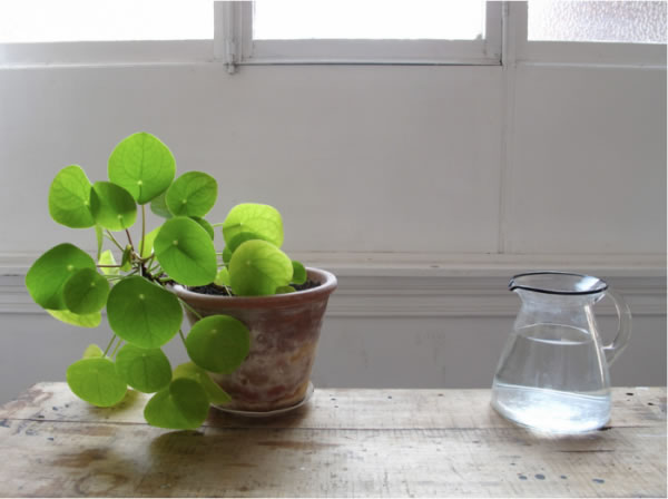Mini piante da appartamento