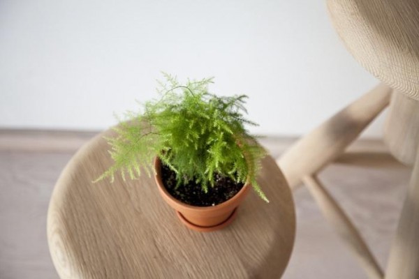 Mini piante da appartamento
