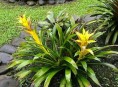 imagen Conoce las plantas más resistentes