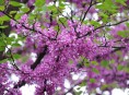 imagen Conoce el árbol del amor