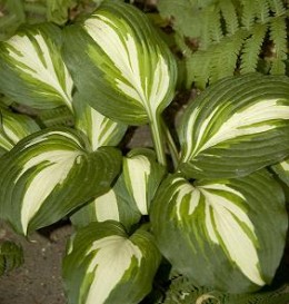 Il genere Hosta comprende diverse specie di piante, erbacee e perenni, che hanno bellissime foglie lanceolate o ovali