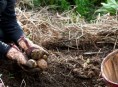 imagen Cultivo de patatas sin tierra