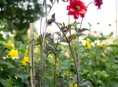 imagen Tutores y soportes para plantas de flor