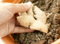 imagen Cómo cultivar jengibre en casa o en tu jardín