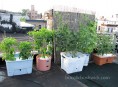 imagen Consejos para el cultivo de un huerto en la azotea