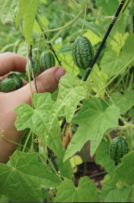 Cultivar cucamelon o sandía ratón 1