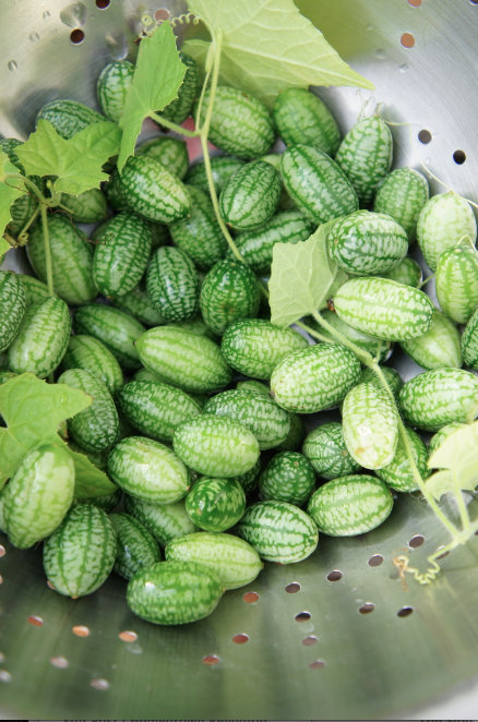 Cultivar cucamelon o sandía ratón 2