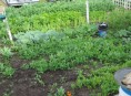 imagen Asociación de hierbas aromáticas con verduras y hortalizas