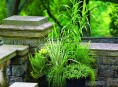 imagen Hierbas ornamentales cultivadas en maceta