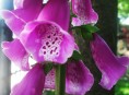 imagen La dedalera, una peligrosa belleza