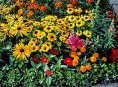imagen La siembra tardía de flores de verano