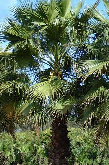 palma messicana, è un genere appartenente alle Arecaceae; è una palma originaria del Messico il cui nome fu scelto in onore di George Washington