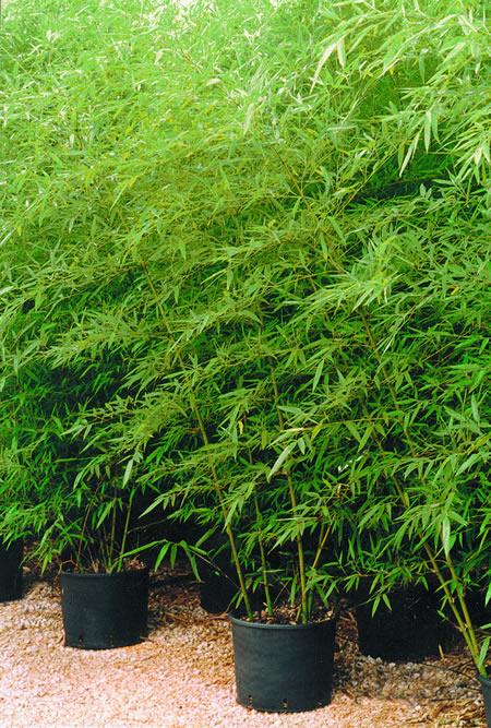 Phyllostachys aurosulcata, una specie originaria della Cina, i cui steli verde scuro con punte di giallo sono molto utilizzati per creare zone di divisione all’interno del giardino
