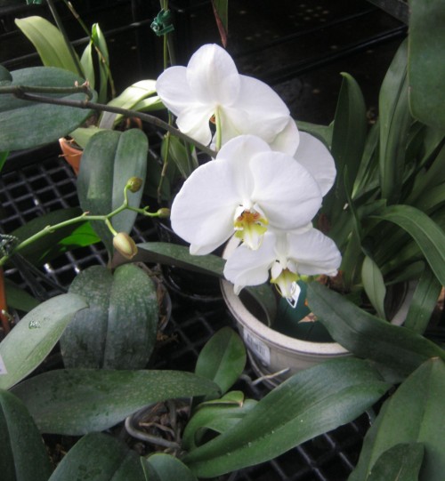 Cultivo de orquídeas 1