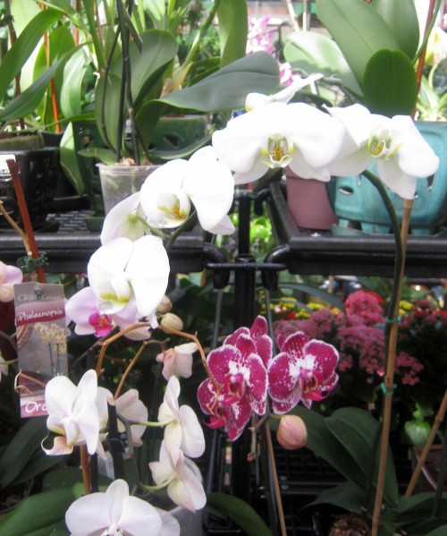 Cultivo de orquídeas 2