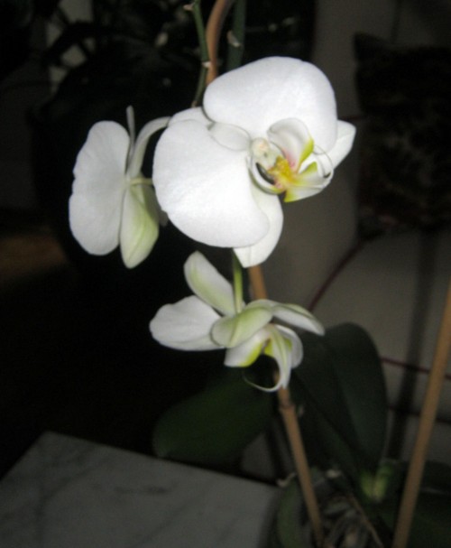 Cultivo de orquídeas 3