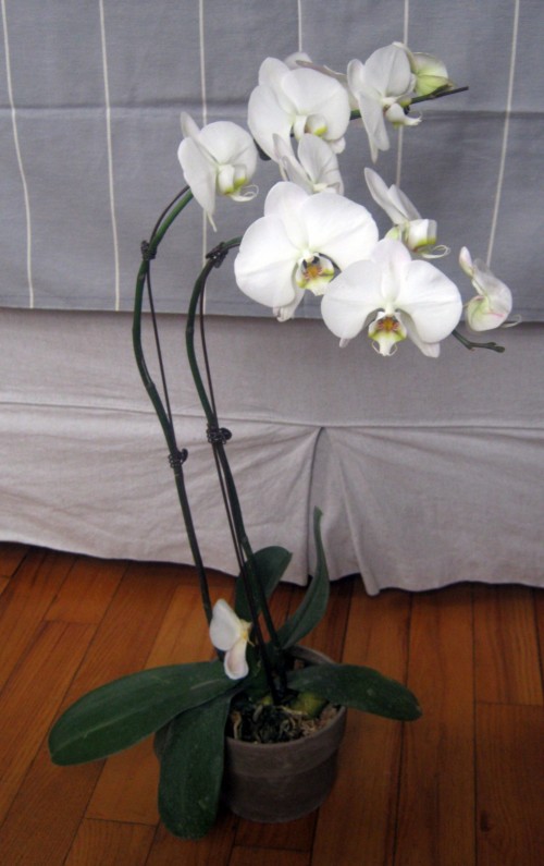 Cultivo de orquídeas 4