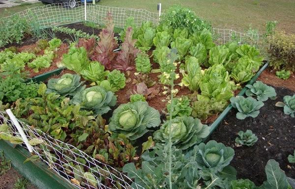 Ideas simples para tener un huerto en el jardín