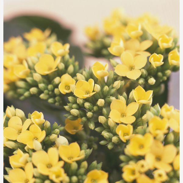 La Kalanchoe è una piccola pianta perenne, molto utilizzata come pianta da appartamento, che produce foglie grandi e carnose e piccoli fiori tondeggianti di vario colore