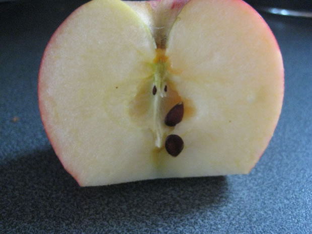 semi di mela
