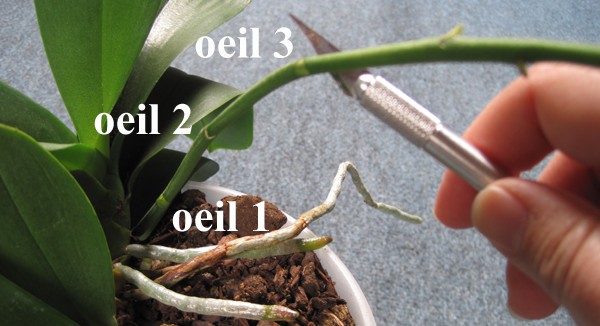 Resultado de imagen para orquidea floracion