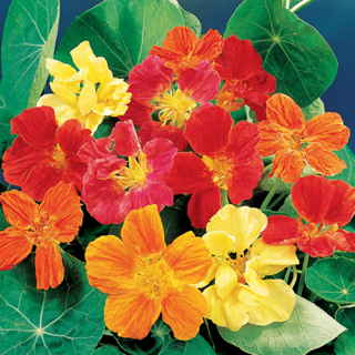 Il Nasturzio è un fiore variamente e intensamente colorato, i suoi toni sono caldi e vanno dal rosso al giallo all’arancio