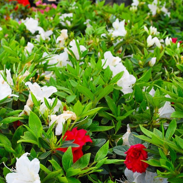 l'Azalea presenta chiome compatte e fiori dai colori vivaci che variano dal bianco al rosa al rosso