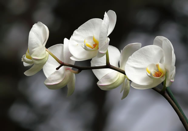 Le Orchidee del genere Phalaenopsis sono di grande bellezza e contribuiscono molto alla decorazione di una stanza