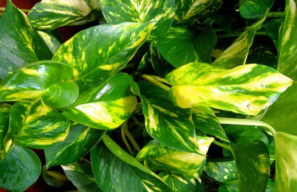 Il Pothos, o Epipremnum Aureum, è una pianta sempreverde comunemente utilizzata come ornamento per via della sua notevole capacità di adattamento e della grande resistenza