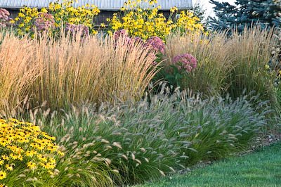 Le Graminacee ornamentali sono un ottimo alleato nella progettazione dei giardini, l'altezza, il movimento e le varie colorazioni sono le loro caratteristiche più importanti