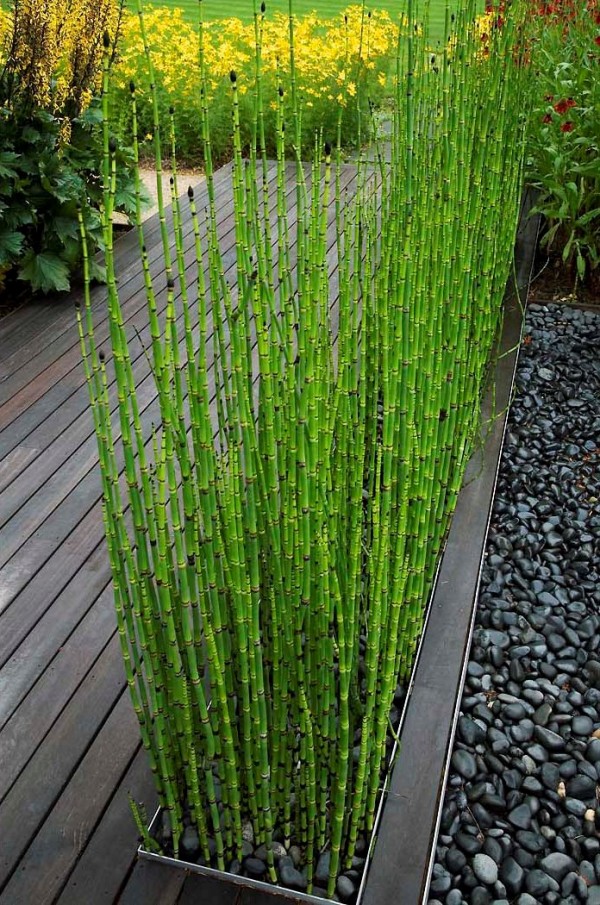 Plantas que nos pueden ayudar en el diseño del jardÃn Diseño Tropical Jardín