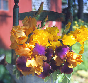 coltivare l’Iris barbato