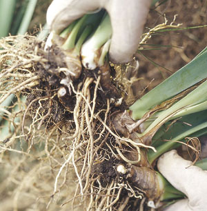 coltivare l’Iris barbato